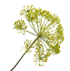 blossoming branch of fennel on a white background
