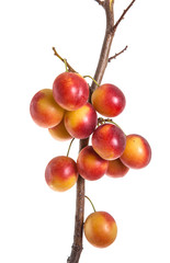 plum with fruits branch isolated on white background
