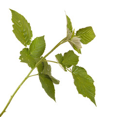green raspberry leaves. isolated on white background