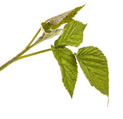green raspberry leaves. isolated on white background