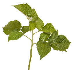Fototapeta premium green raspberry leaves. isolated on white background