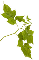 green raspberry leaves. isolated on white background