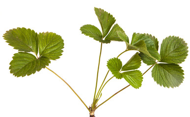 strawberry leaves isolated on a white background