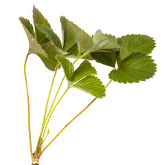 strawberry leaves isolated on a white background