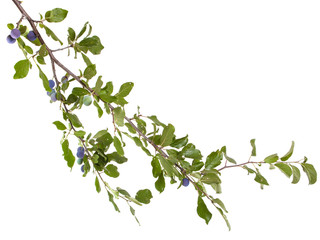 branch of plum tree. isolated on white background