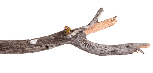 dry apple tree branch isolated on white background