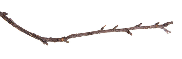 dry apple tree branch isolated on white background