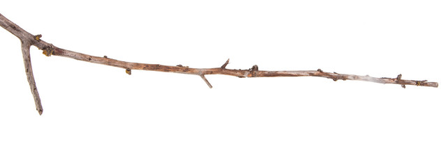 dry apple tree branch isolated on white background