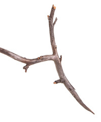 Obraz premium sucha gałąź jabłoni na białym tle