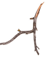 dry apple tree branch isolated on white background
