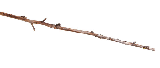 dry apple tree branch isolated on white background