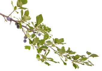 branch of plum tree. isolated on white background