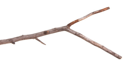 dry apple tree branch isolated on white background