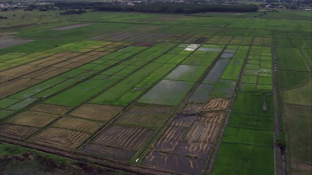Rice Fields Outside Aparecida