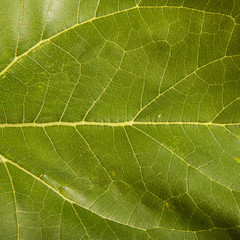 part of the leaf of a sunflower isolated on a white background