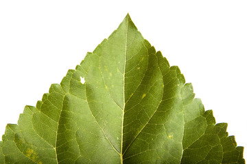 part of the leaf of a sunflower isolated on a white background