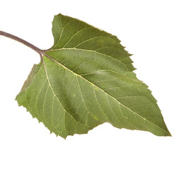 Green leaves of a sunflower isolated on a white background