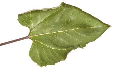 Green leaves of a sunflower isolated on a white background