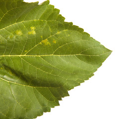 part of the leaf of a sunflower isolated on a white background