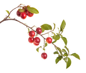 cherry-plum branch with berries and leaves isolated on white bac