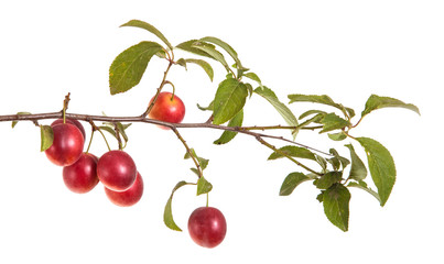 cherry-plum branch with berries and leaves isolated on white bac