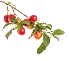 cherry-plum branch with berries and leaves isolated on white bac