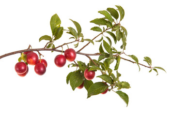 cherry-plum branch with berries and leaves isolated on white bac
