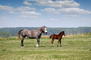 mare and foal on pasture