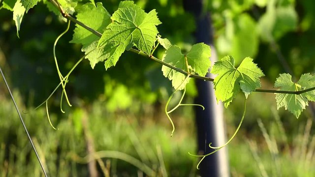 Leaves of vine into vineyards