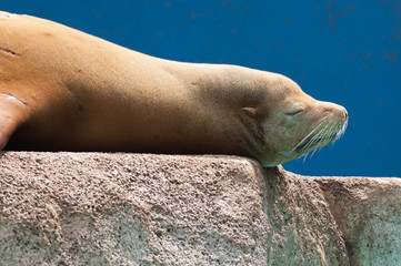 アシカのお昼寝