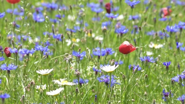 Coltivzione e fioritura annuale nella piana di Castelluccio di Norcia, Italia