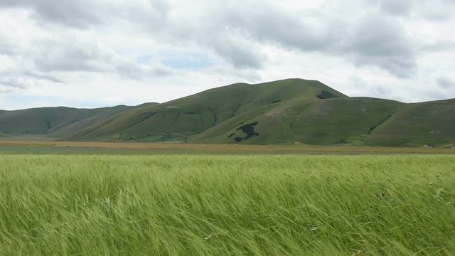 Coltivazione e fioritura annuale nella piana di Castelluccio di Norcia, Italia