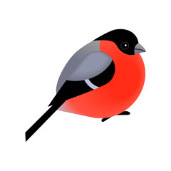 Cute bullfinch bird isolated on white vector illustration