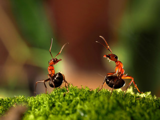 Battle of two ants. Beautiful ants are on the moss lifting abdomen and sprinkle each other with...