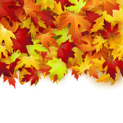 Naklejka na ściany i meble Vector background with colorful autumn leaves, card template, natural backdrop
