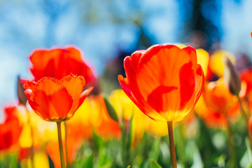 Obraz premium Tulip. Beautiful bouquet of tulips. colorful tulips.