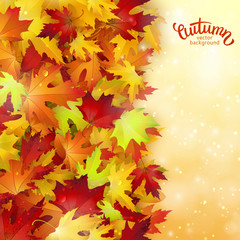 Vector background with colorful autumn leaves, card template, natural backdrop