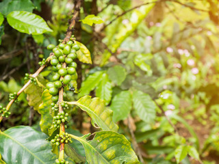 fresh coffee beans in coffee plants tree