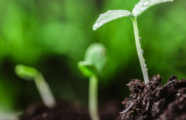 Young sprout in springtime,Closeup.