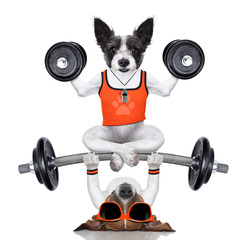 personal trainer dog