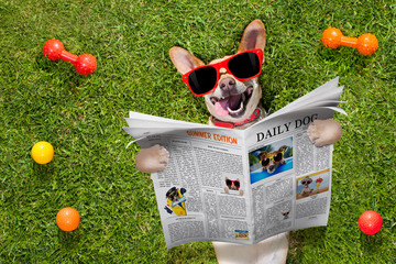 dog reading newspaper