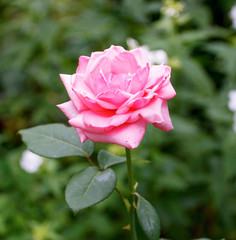 Pink Rose Blooming in Garden