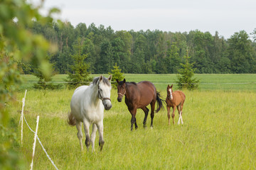 Obraz na płótnie Canvas Horses on the field in summer day