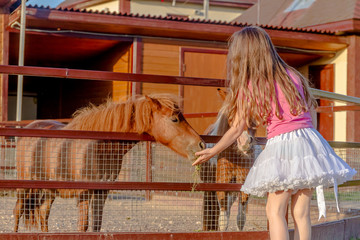 outdoor portrait of young smiling child girl feeding horse on fa