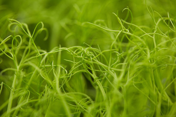 germinated pea green shoots