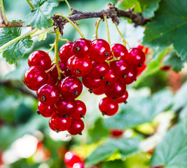 Red currants in the garden.