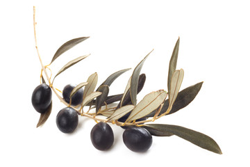 Black olives on branch