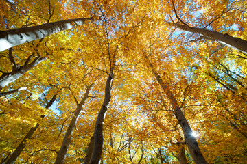 Obraz premium beech forest