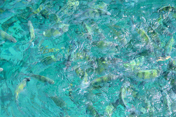 Tropical Fish in water