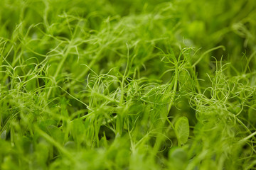 germinated pea green shoots